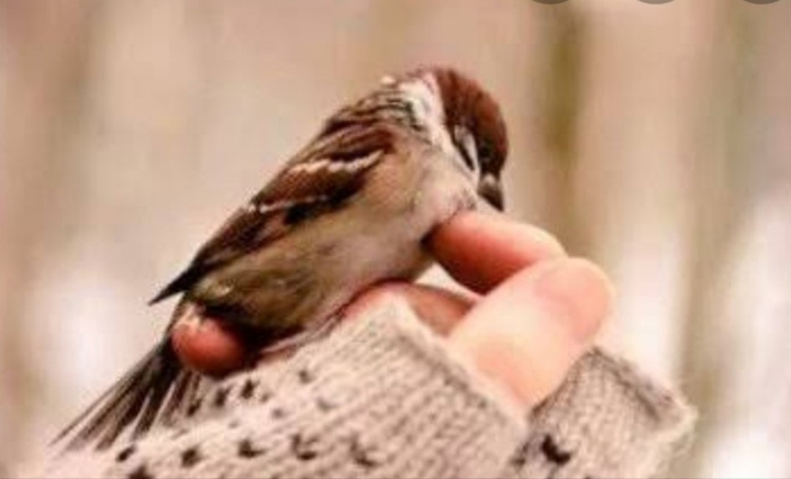bird
