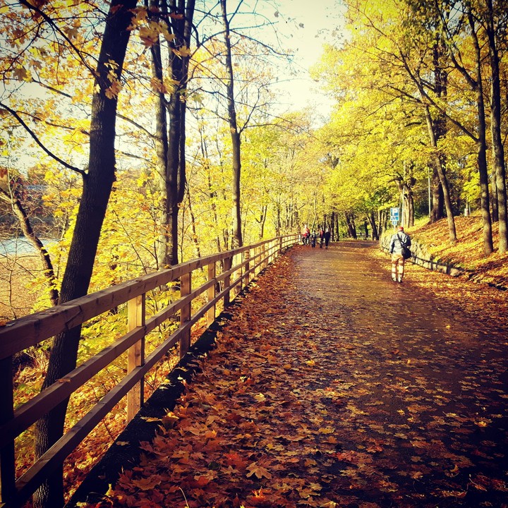 Yellow leaves