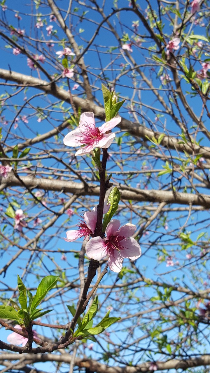 spring