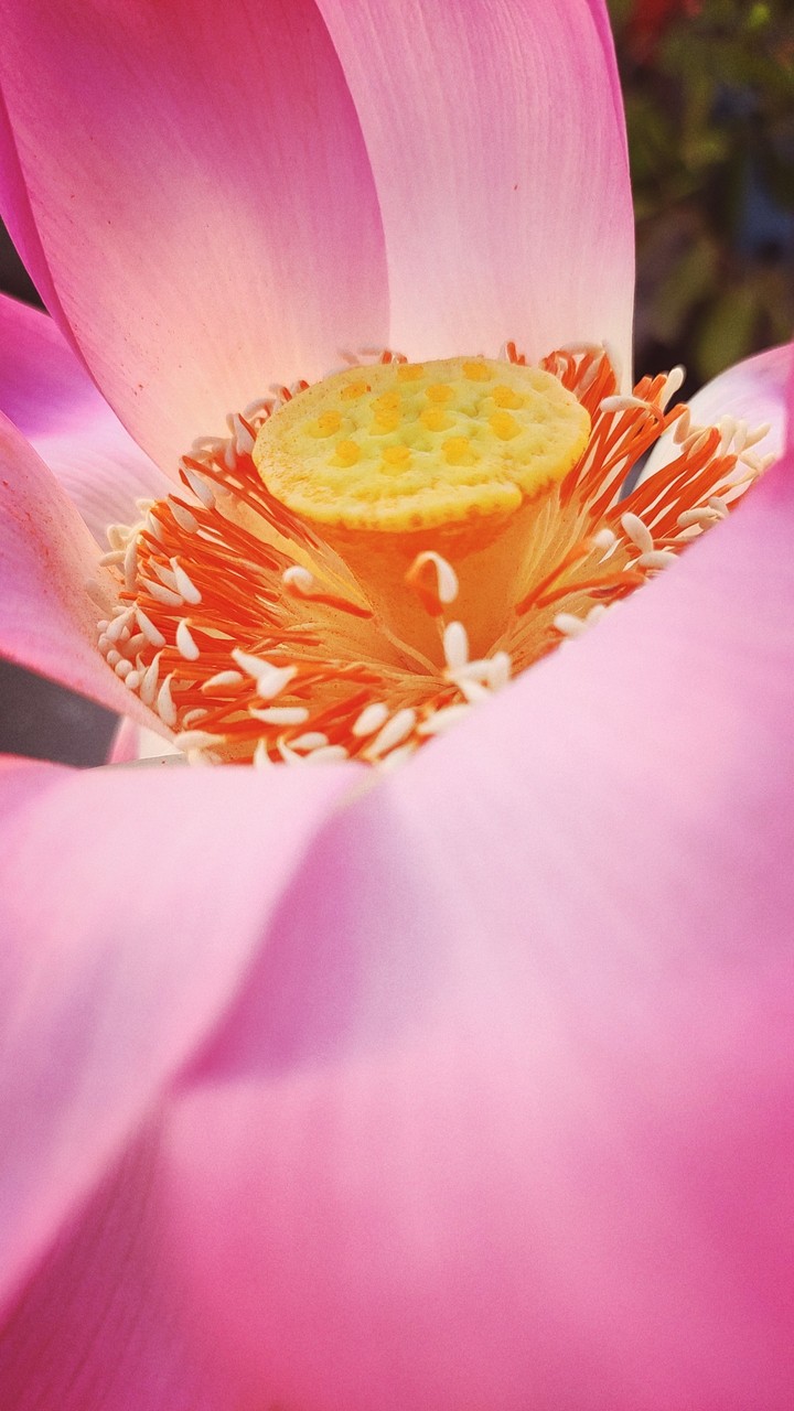 lotus