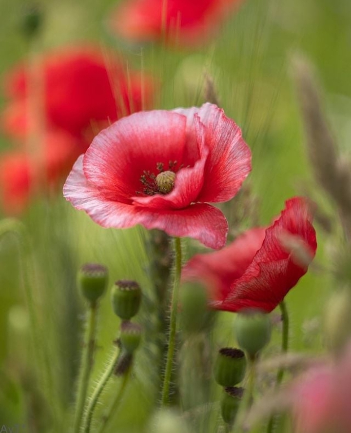 in the meadow...