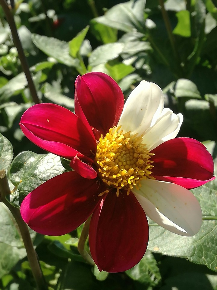 Red and White Dahlie