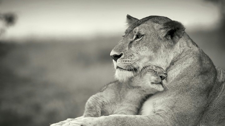 lions