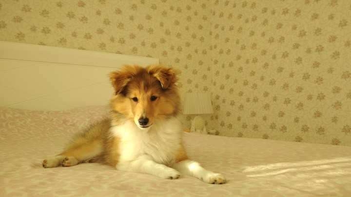 This is my favorite dog. Her name is Austin.