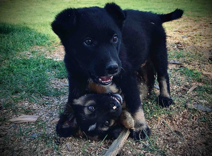 Puppies
