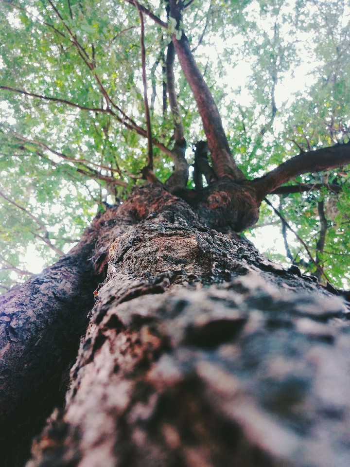 tree