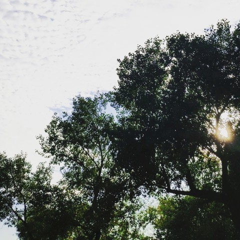 tree