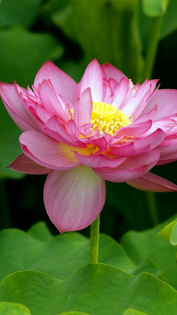 Ashraf flowers