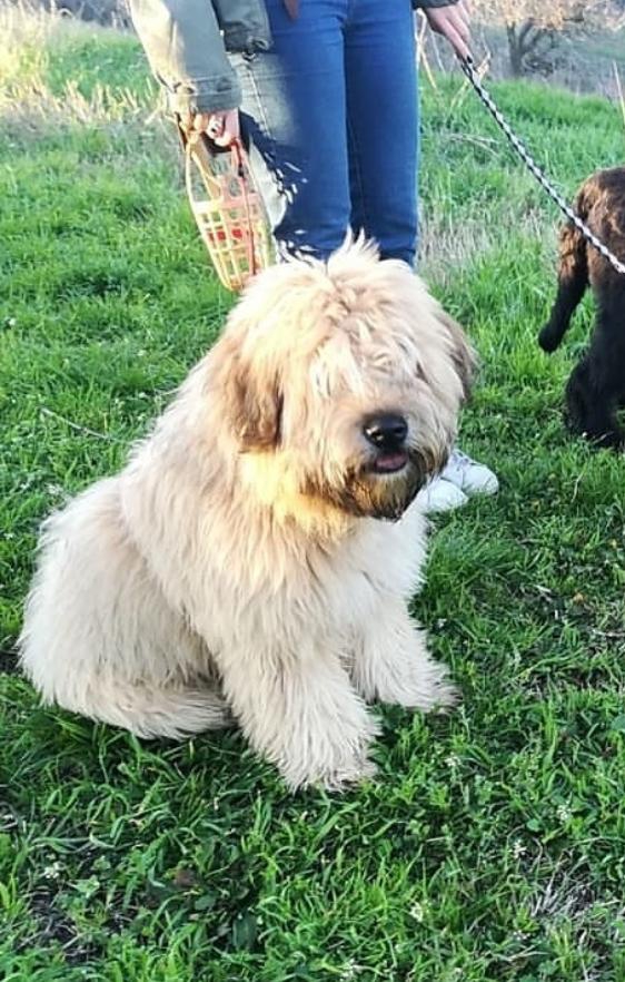 il mio cagnolino MAUI