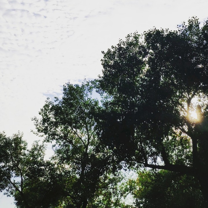tree