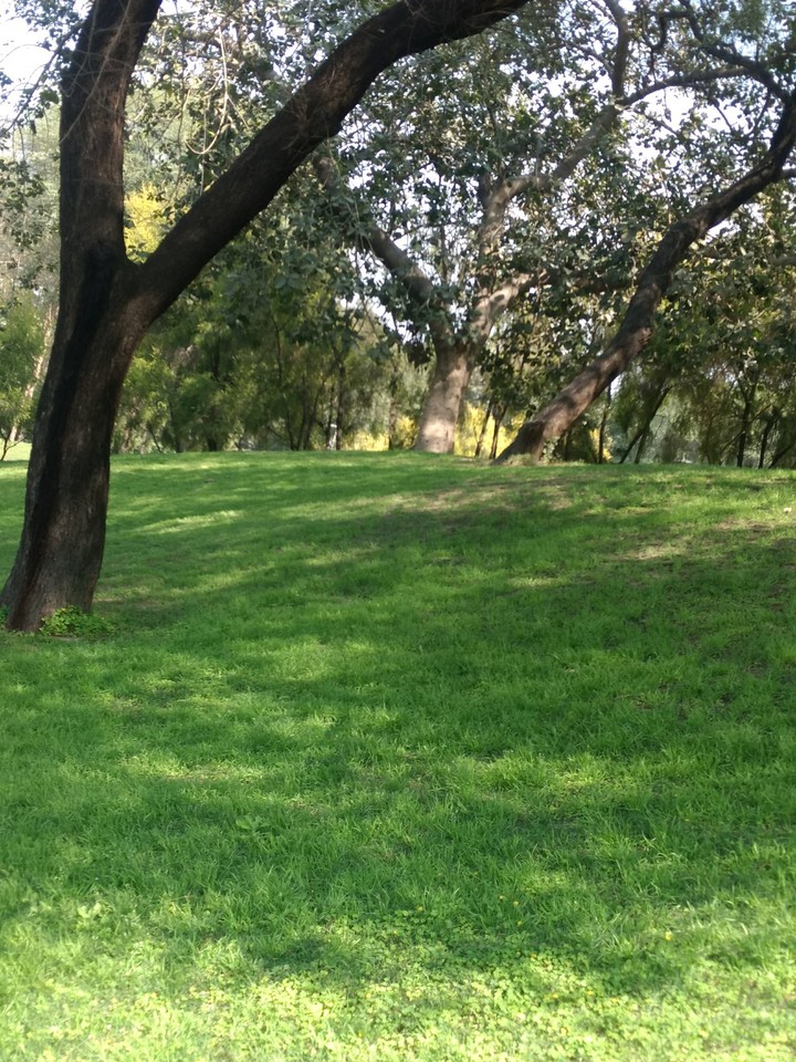 green gŕass