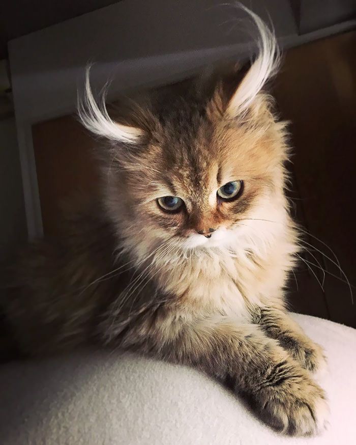 cat, mammal wallpapers