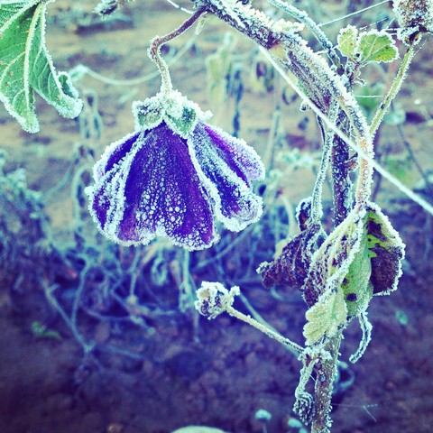 frozen flower