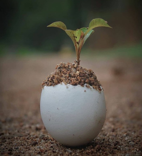 plant
