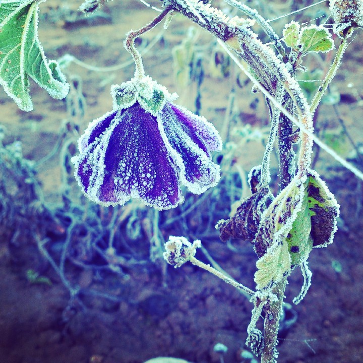 frozen flower