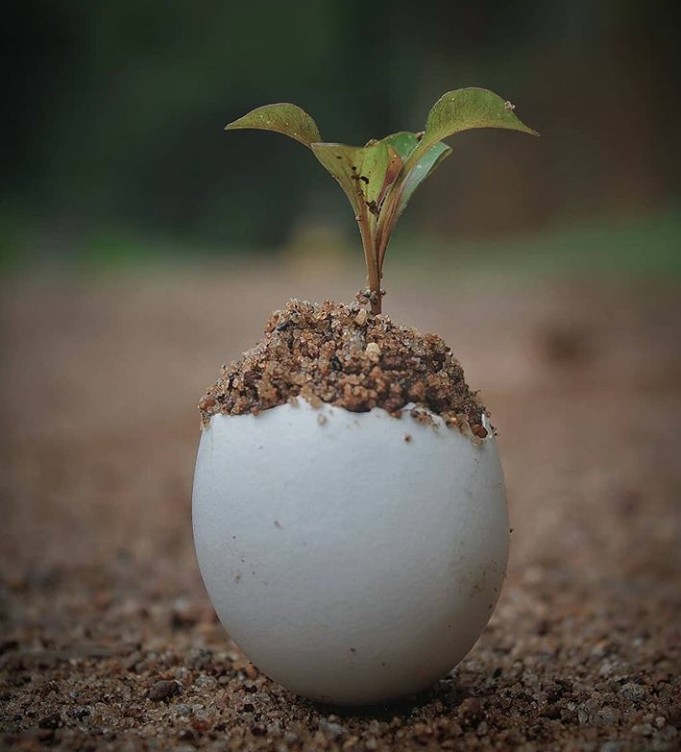 plant