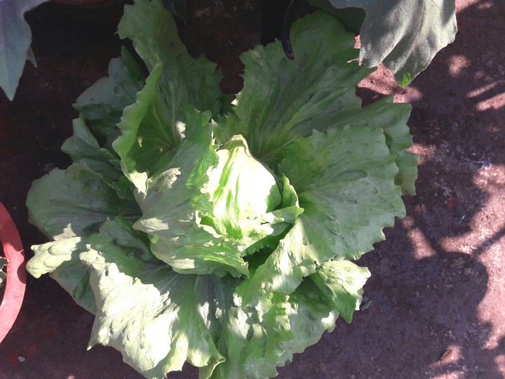 cabbage