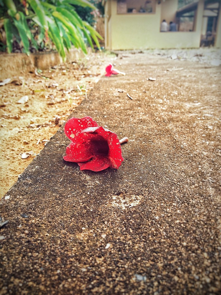 flor