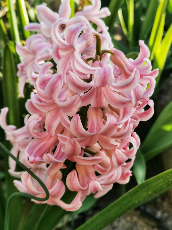 Pink Flower
