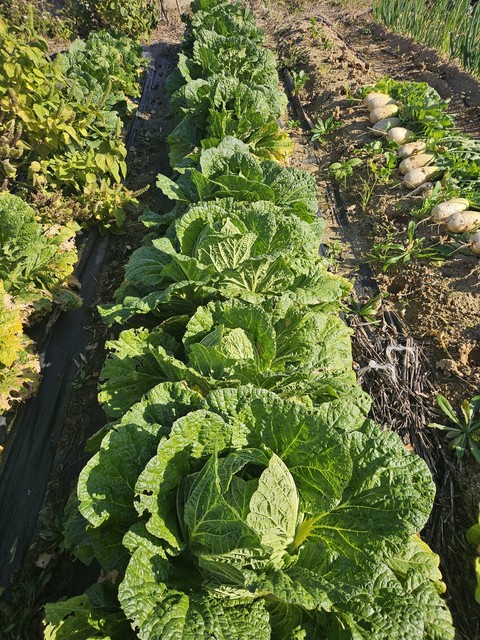 ταπετσαρίες Plantation, mustards