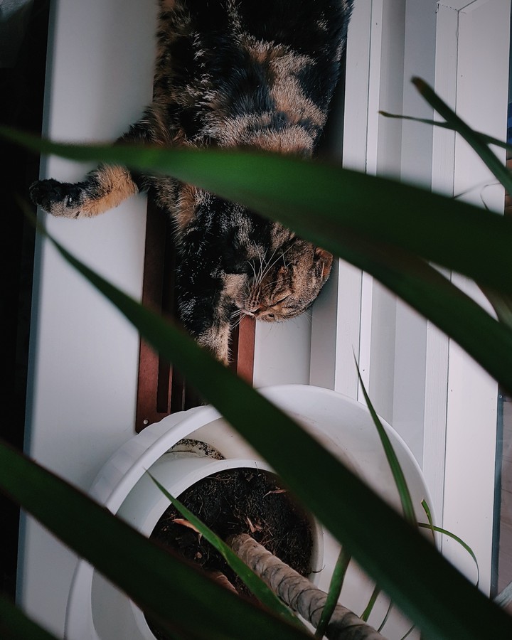 кошка ириска