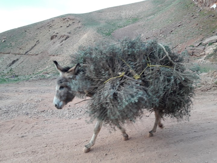 Afghanistan_donkey