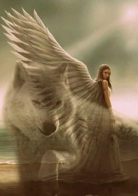 sfondi seabird, Art