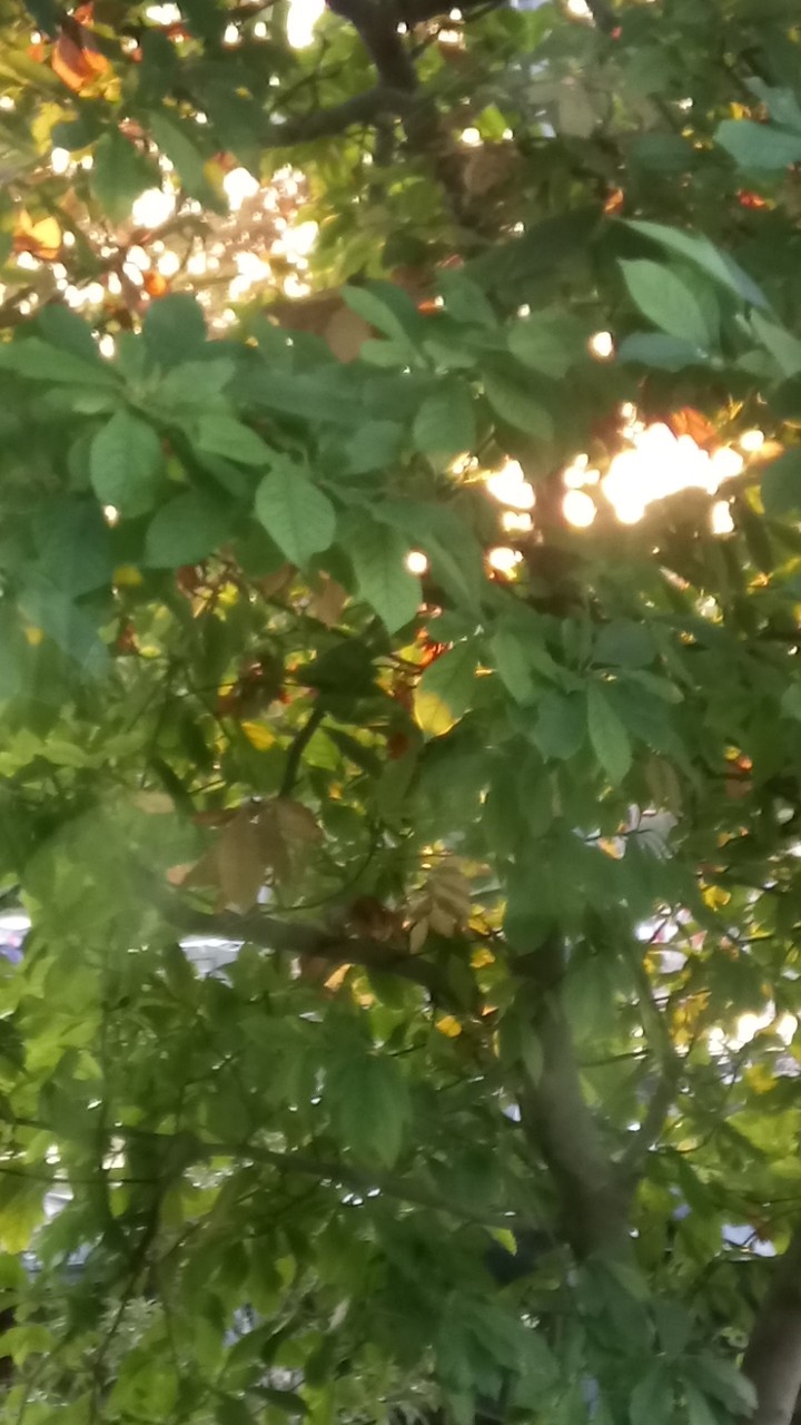 light leaves