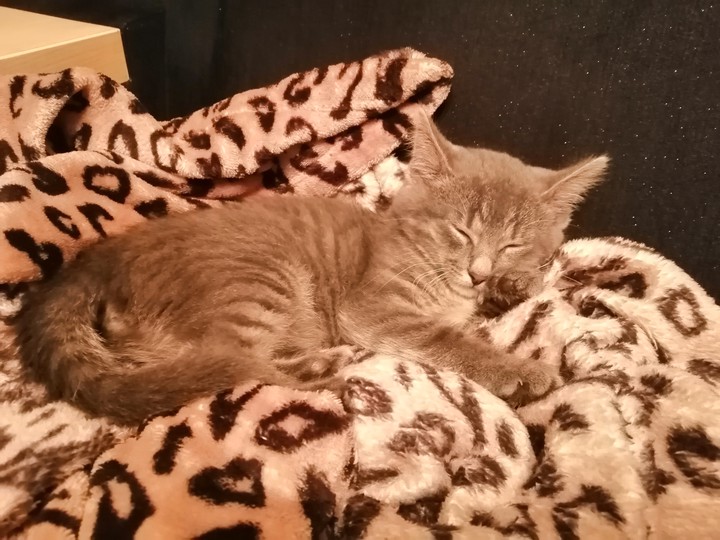 kitty
