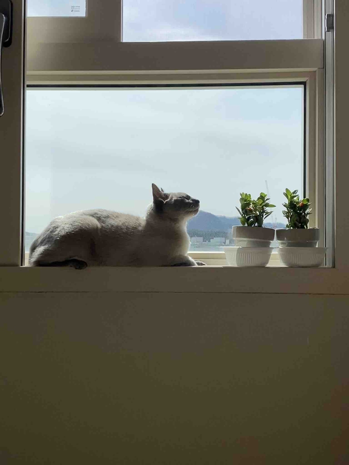 Cat and flowerpot_1
