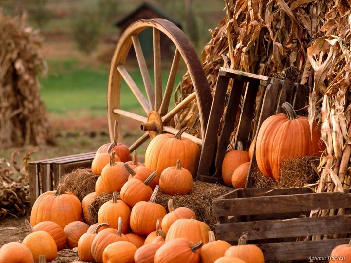 Pumpkin