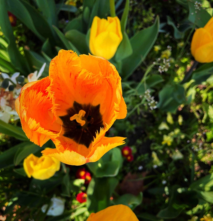 A tulip