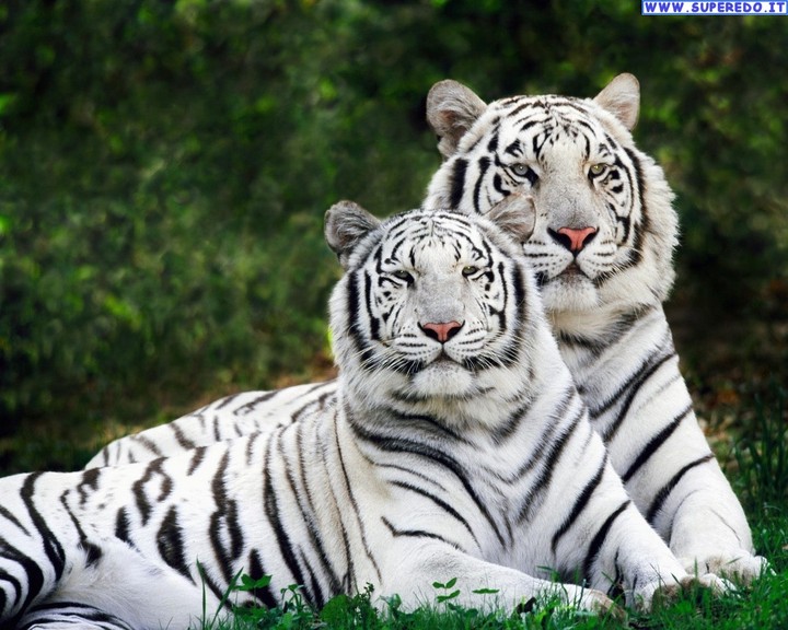 White_Tiger