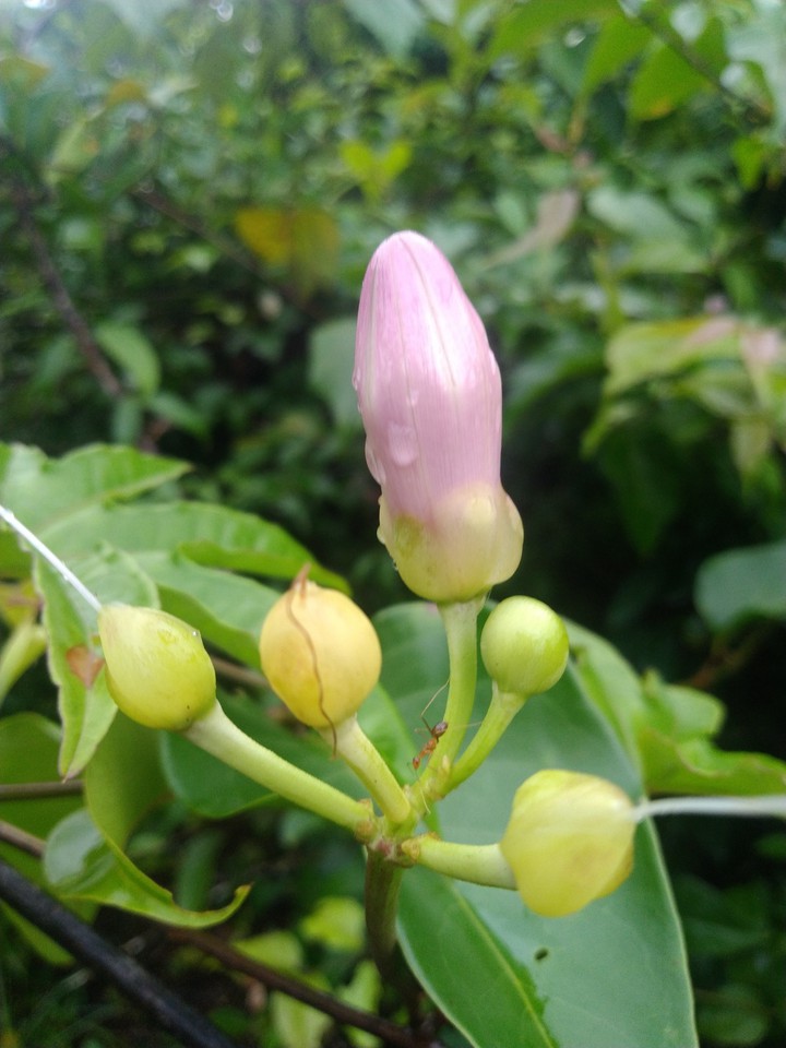 forest flowers