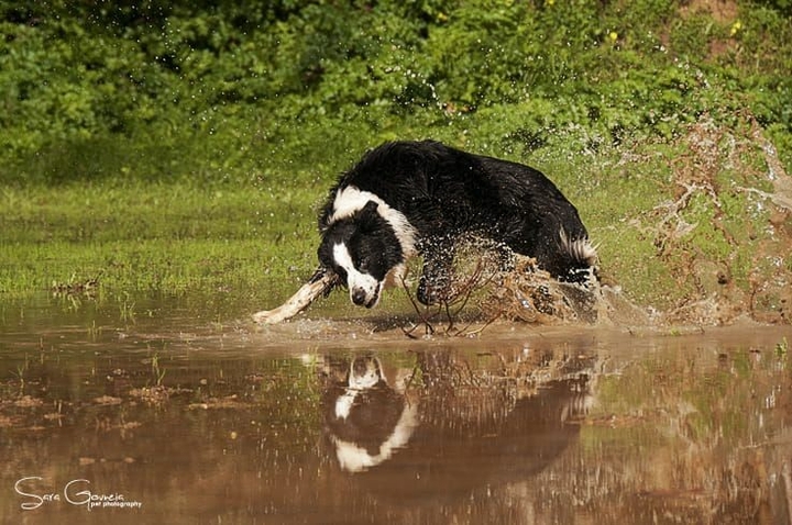 The Border Collie Because There Is No Better Dog