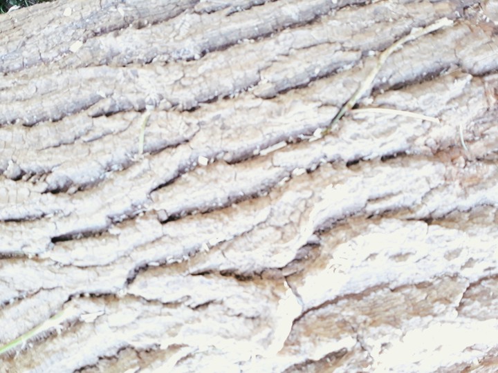 Helles Holz