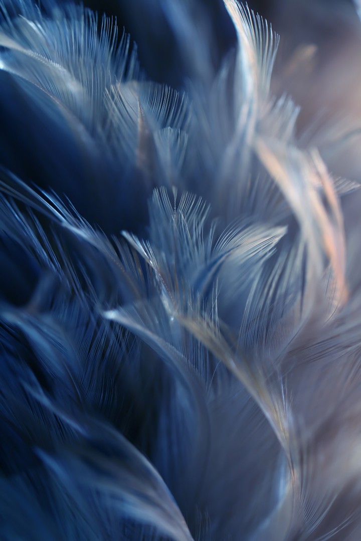Macro