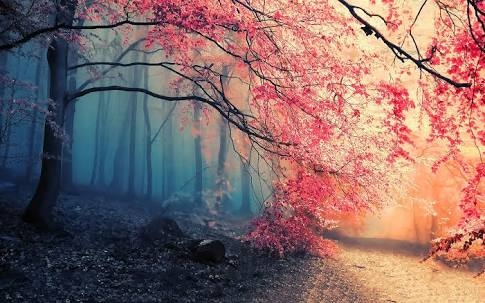 nature