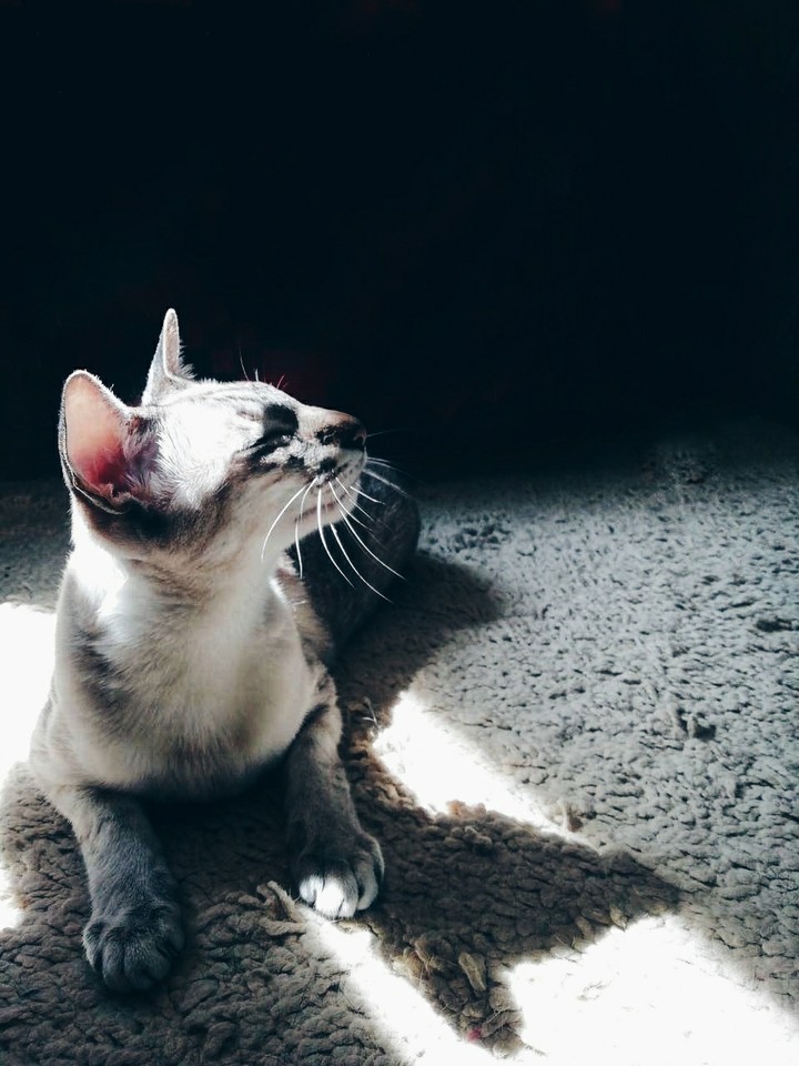 Sunny cat