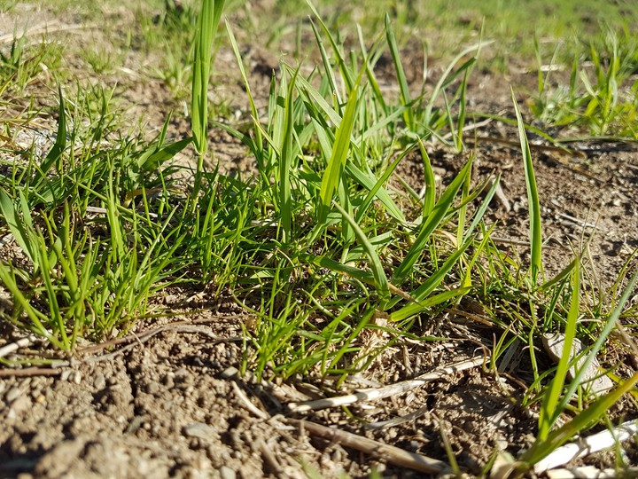 plant