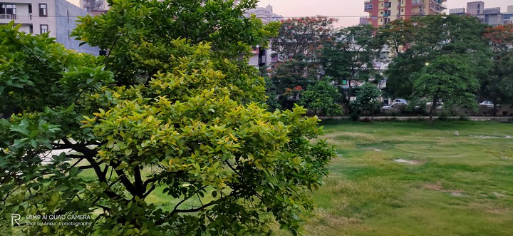 tree