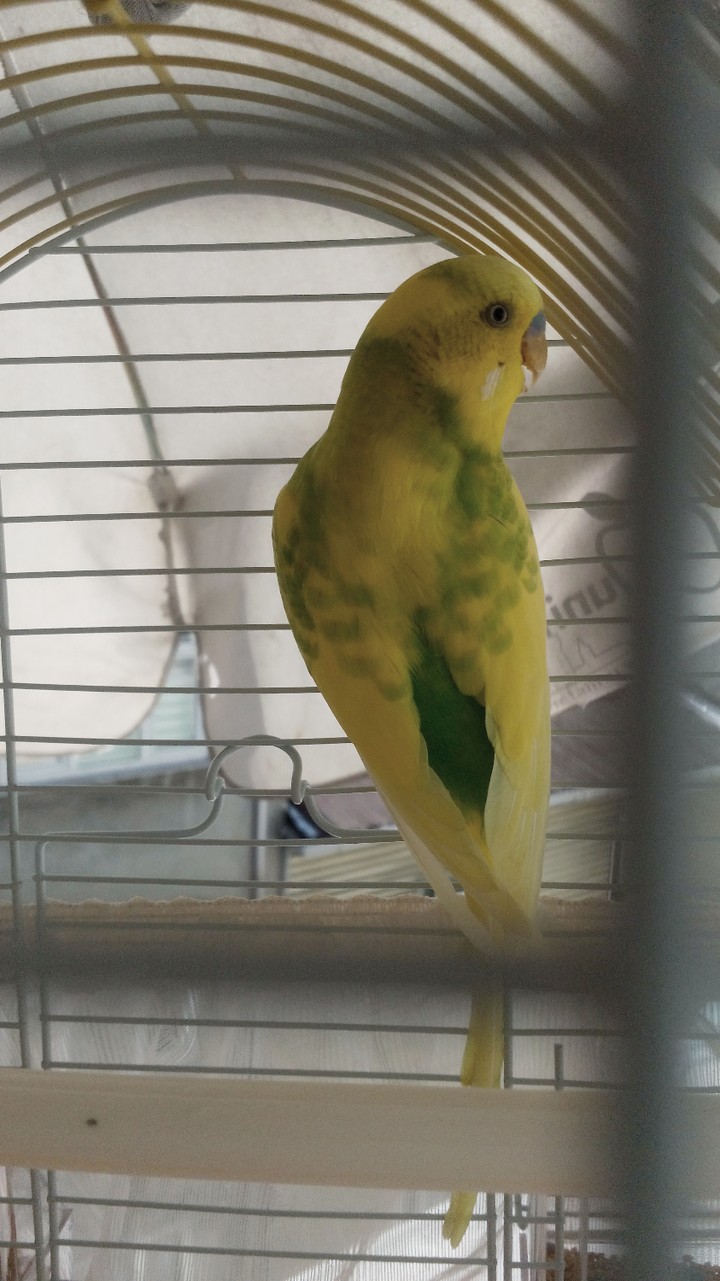 bird