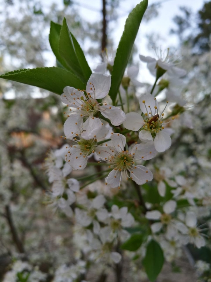 white