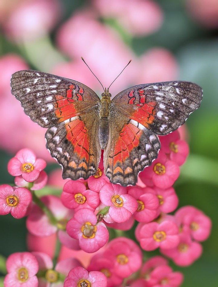 butterfly