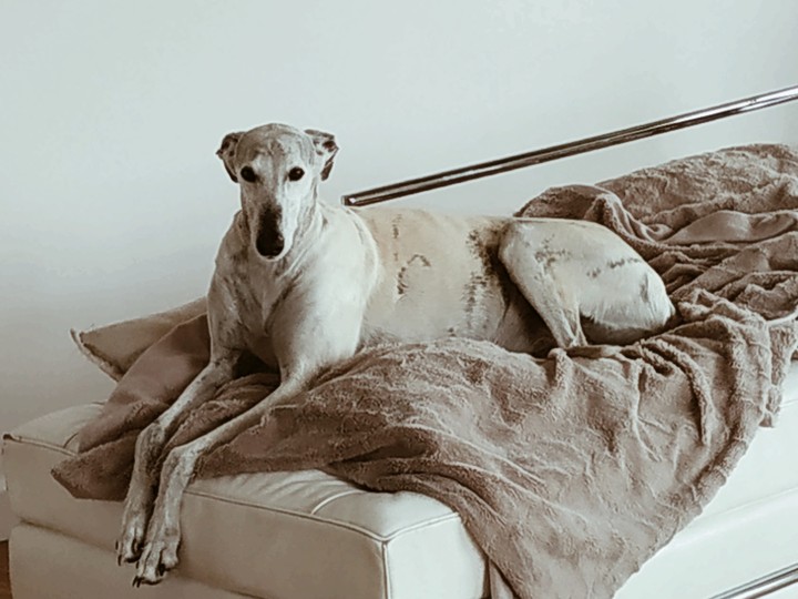 GALGO