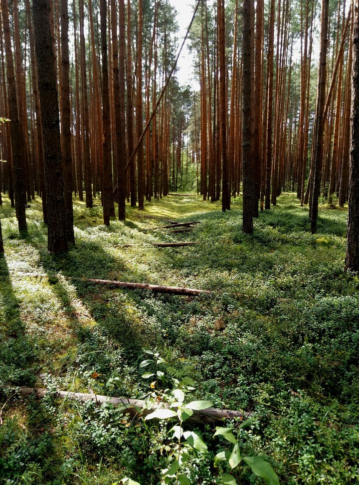 Forest