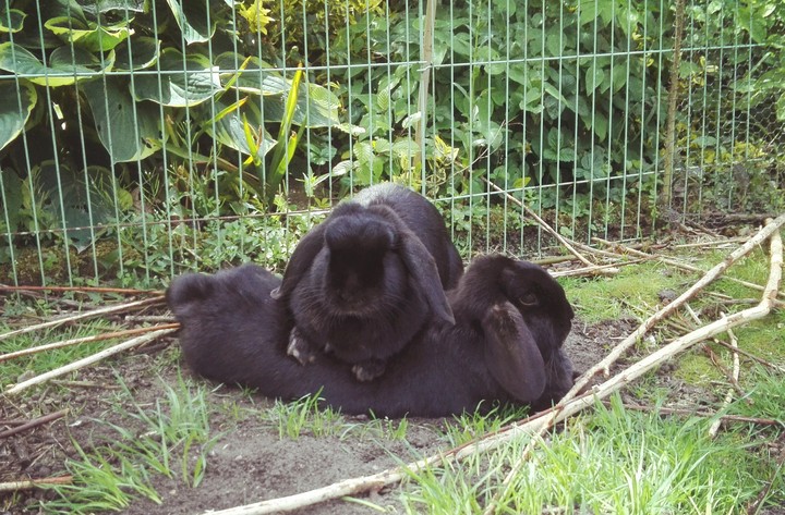 Bunnies