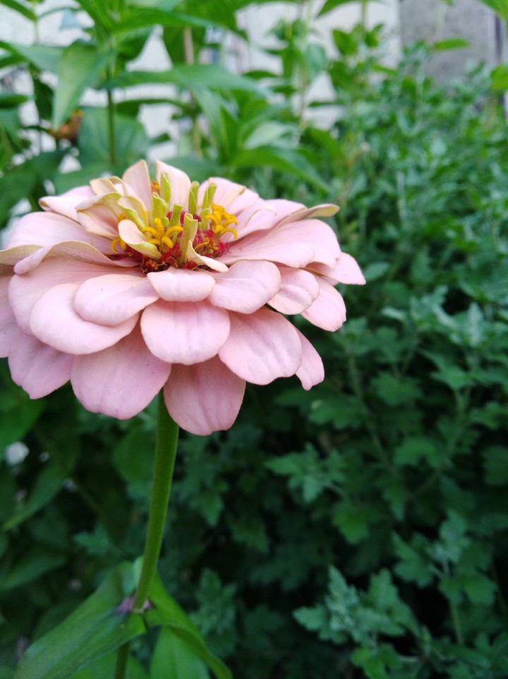 il giardino dei fiori