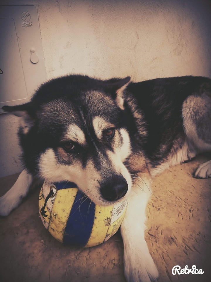 Husky