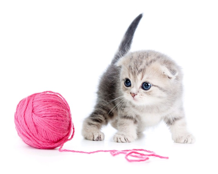 cute cat